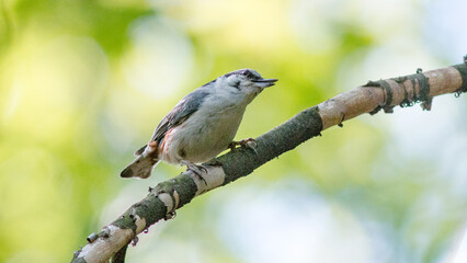 blue tit on branch © lazalnik