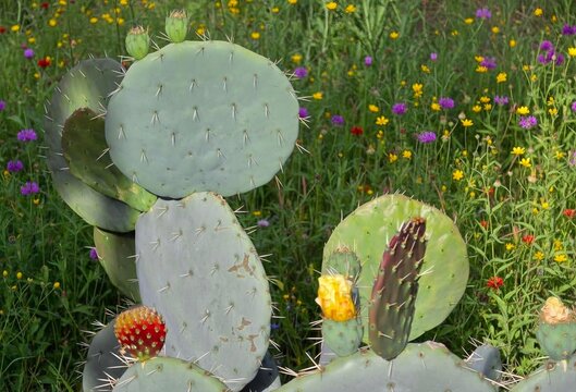 cactus 