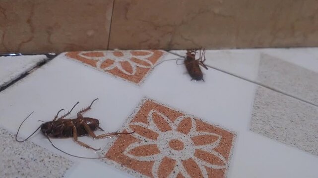 A group of dead cockroaches lying on the floor
