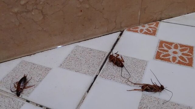 A group of dead cockroaches lying on the floor