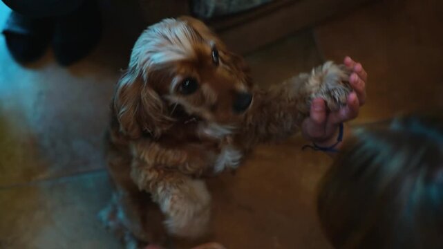 A young child plays with a dog in a well-lit indoor space. The dog raises its paws and engages in a joyful interaction with the child
