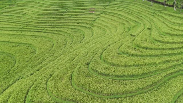 Aerial drone view of beautiful green rice terrace fields in Pupuan village, Tabanan, Bali, Indonesia. Beautiful curving pattern of agriculture landscape from above. Copy space.