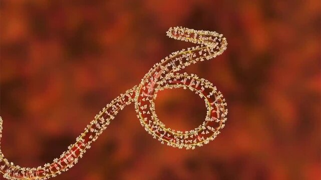 Ebola virus filaments shown in 3D animation, elongated virions causing Ebola virus disease, a severe viral haemorrhagic fever affecting humans and primates.