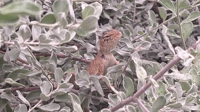 garden lizard sitting still on a branch in the garden,closed up static shot.