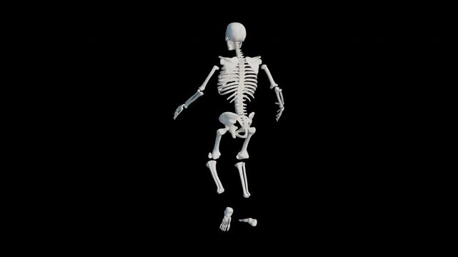 Human Skeleton Walk Cycle Loop Animation With Alpha Channel