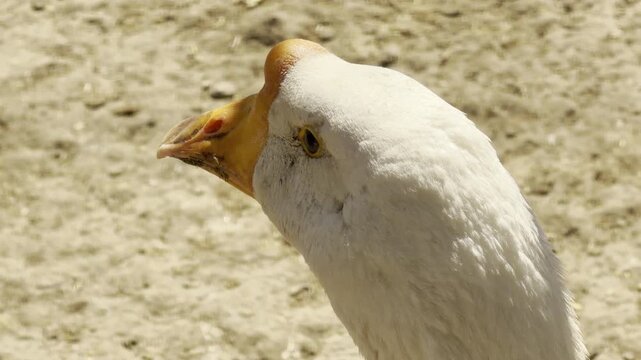 A curious white goose turns its head to look across a sunny field. Its bright orange beak and white feathers stand out against the sandy ground. The bird appears calm and observant in the warm air.