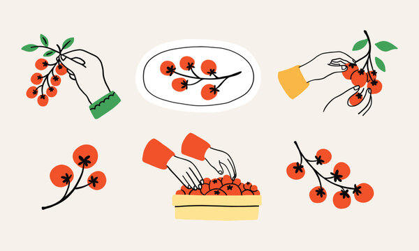 Set bunches of fresh cherry tomatoes on a vine, hands holding bunch of small tomato. Perfect for healthy food designs, gardening themes, or natural product concepts. Natural food, local farm product.