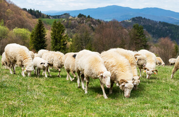 Obraz premium Sheep grazing on a grassy field in the mountains during the day