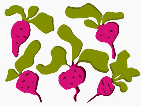 Hand drawing beet illustration, simlpe image for food market, organic healthy food and restaurants.