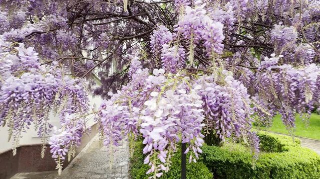 Vibrant purple Wisteria flowers drip with rainwater in a lush garden. As the breeze sways the heavy clusters, you hear the melodic chirping of birds and the distant, muffled hum of city traffic.