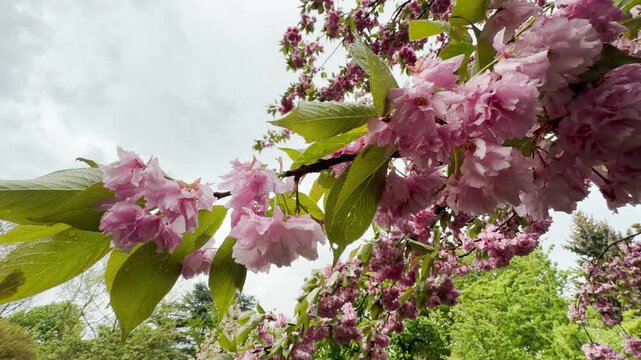 Wet cherry blossoms tremble in the breeze, shaking raindrops onto leaves with a light tapping sound. High-pitched bird chirps mix with the low, steady hum of city traffic.