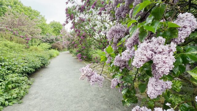 Wet lilac branches sway over a path, making a soft rustling sound. Water drops fall from leaves with a light patter. Birds chirp happily against a faint city hum.