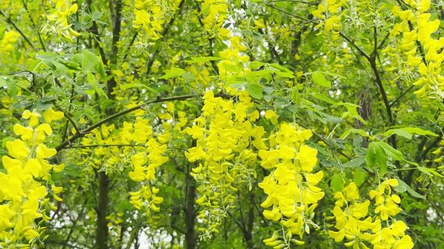 Raindrops fall on yellow flower clusters and green leaves. This action creates a soft, rhythmic pattering sound. The water then drips away with a light, wet tapping.