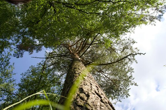 Tall tree viewed from ground level, reaching towards the sky with lush green foliage, showcasing the beauty of nature