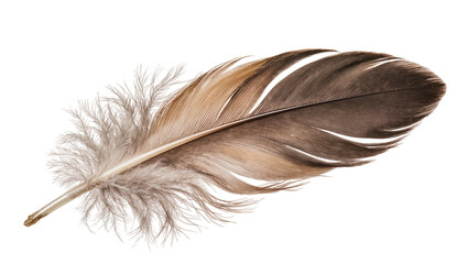 Brown and grey bird feather with soft downy base, isolated on transparent background © AnaMaria