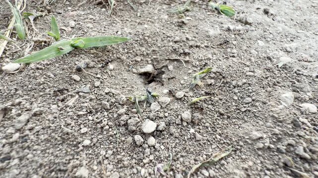 Determined ants work with relentless energy to excavate their home in the dusty earth. Their tireless dedication brings a sense of awe to this miniature, harsh landscape.