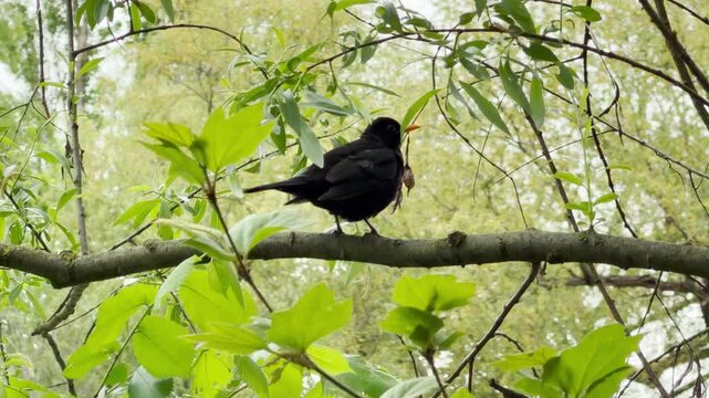 A watchful blackbird perches carefully on a mossy branch with food clutched tightly in its orange beak. The quiet woodland scene evokes a heartwarming sense of devotion and natural peace.