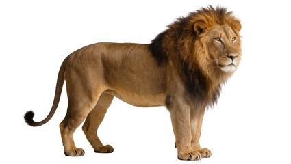 Majestic male lion with full mane standing proudly, isolated on transparent background © AnaMaria