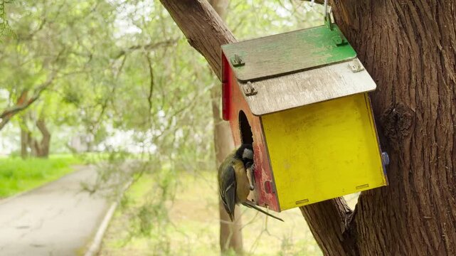 A delightful great tit bird rests briefly at the entrance of a vibrant, multi-colored birdhouse. This endearing wildlife moment creates a warm feeling of joy within the peaceful, leafy park setting.