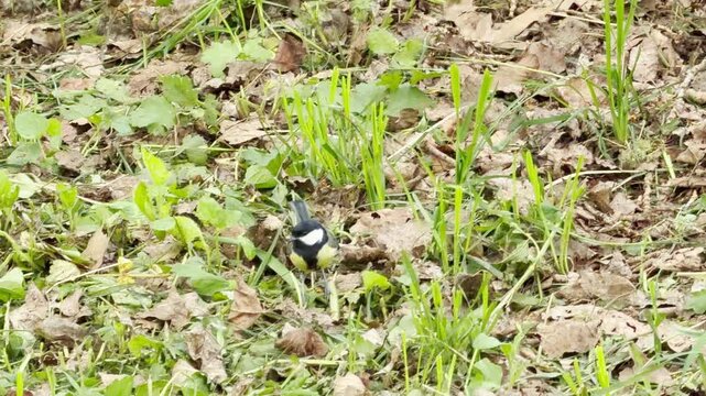 A tiny, colorful great tit bird hops curiously through vibrant spring grass and fallen brown leaves. Its lively presence brings a cheerful sense of wonder and peaceful joy to the quiet forest floor.