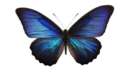 Vibrant blue morpho butterfly with iridescent wings, isolated on transparent background © AnaMaria