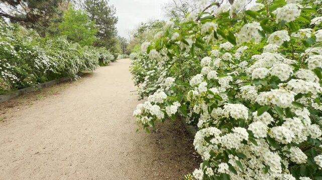 Lush white spirea bushes line a wide, curving sand path on a calm day. The soft clusters of blossoms and surrounding trees create a deeply tranquil, nostalgic, and serene walking environment.