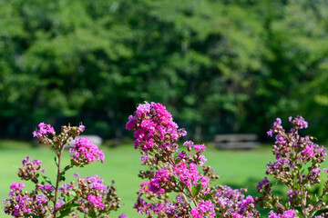 Obraz premium Beautiful pink crape myrtle flowers blooming in full bloom with soft blurred green forest background and copy space