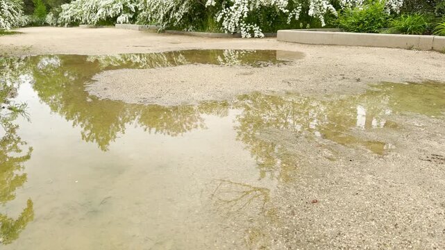 Lush white spirea bushes cast beautiful reflections in a large rain puddle on a wide sandy trail. The soft water mirror and vibrant greenery create a deeply peaceful, calm, and nostalgic spring mood.