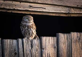 Obraz premium Little owl ( Athene noctua ) close up
