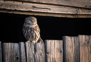 Little owl ( Athene noctua ) close up © Piotr Krzeslak
