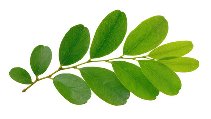 Fototapeta premium Green leaves on a thin branch, isolated on transparent background