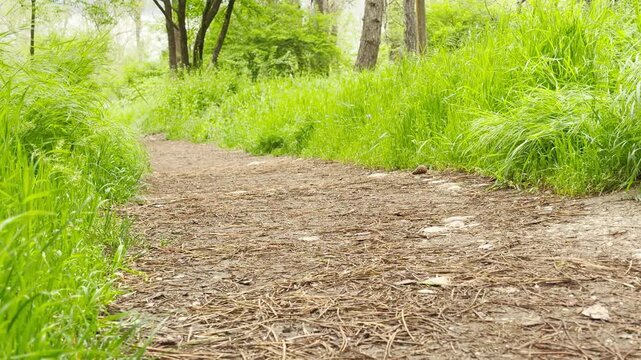 A peaceful dirt path covered in pine needles winds gracefully through lush, tall green grass and forest trees. The vibrant greenery creates a deeply refreshing, calm, and grounding sense of freedom.
