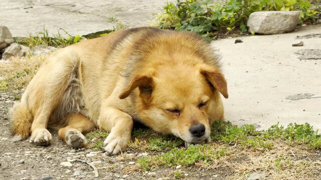A lonely, tan mixed-breed dog lies on the dusty ground. The gentle animal looks weary and slightly sad as it rests its chin on a small patch of green grass during a calm, sunny day.