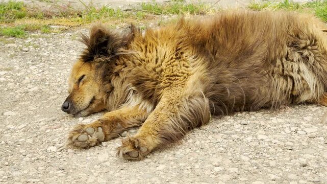 A lonely, fluffy stray dog lies down on the gravelly ground. The exhausted but peaceful animal stretches its paws out while resting in a calm, sunny outdoor setting.