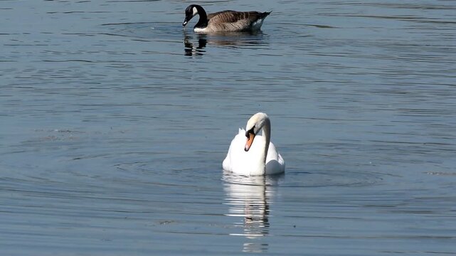 Cygne