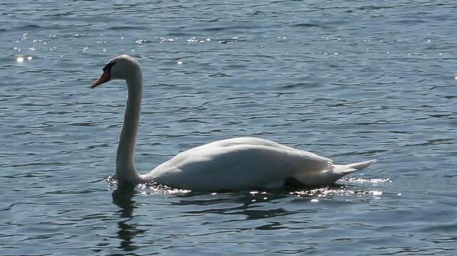Cygne