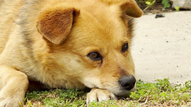 A lonely, tan street dog rests its chin thoughtfully on its paw. The gentle, weary animal looks directly forward with sad eyes while lying down on a green patch of grass during a calm day.