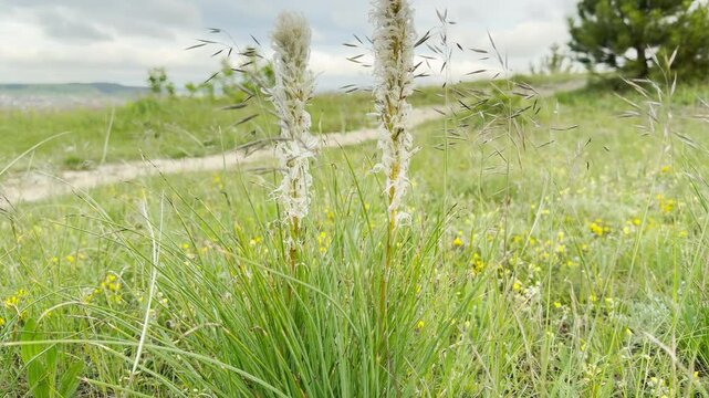 Tall white foxtail lilies stand amidst green grass. The refreshing mountain wind rustles softly through the wild stems, creating a peaceful whispering sound across the open field.