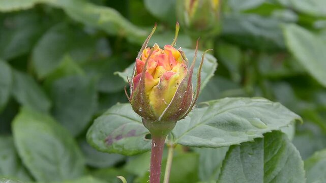 Bourgeon de rose