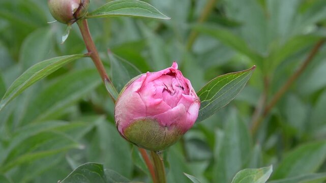 Bourgeon de pivoine