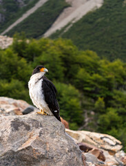 Obraz premium Mountain Caracara bird of prey perched on a rock in a lush mountain landscape in Patagonia, South America