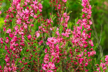 Obraz premium Pink almond blooms and green leaves form clusters on branches, highlighted by a soft-focus background for a serene effect.