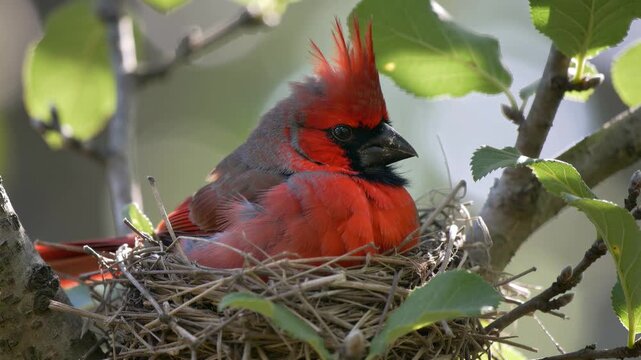Red cardinal bird sitting on a nest in a tree branch during springtime