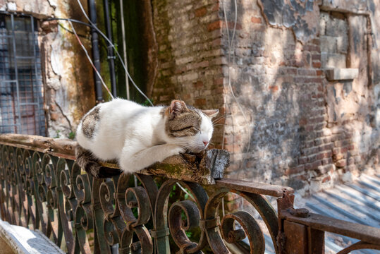 Cat rests on railing in old building near brick wall during sunny day in outdoor setting