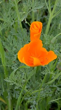 Pavot de californie