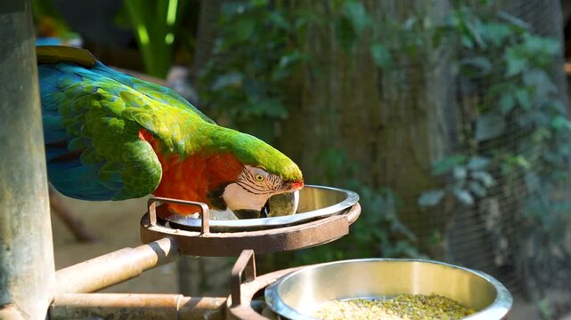 Cinematic Footage of a Large Colorful Parrot Eating Grains and Seeds from a Bowl, Highlighting the Intricate Texture of Feathers and Sharp Beak of an Exotic Avian Species