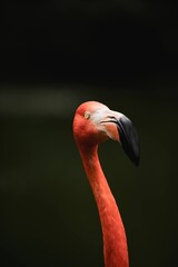 pink flamingo portrait © Ilona