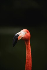 pink flamingo portrait © Ilona