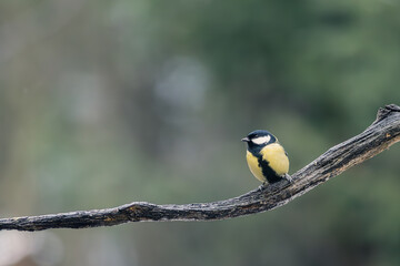 Obraz premium Great tit perched naturally on a tree branch.