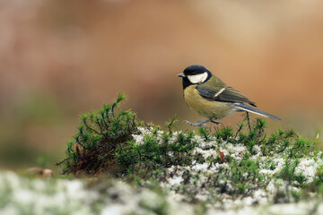 Charming great tit in a soft winter setting. © Quirina